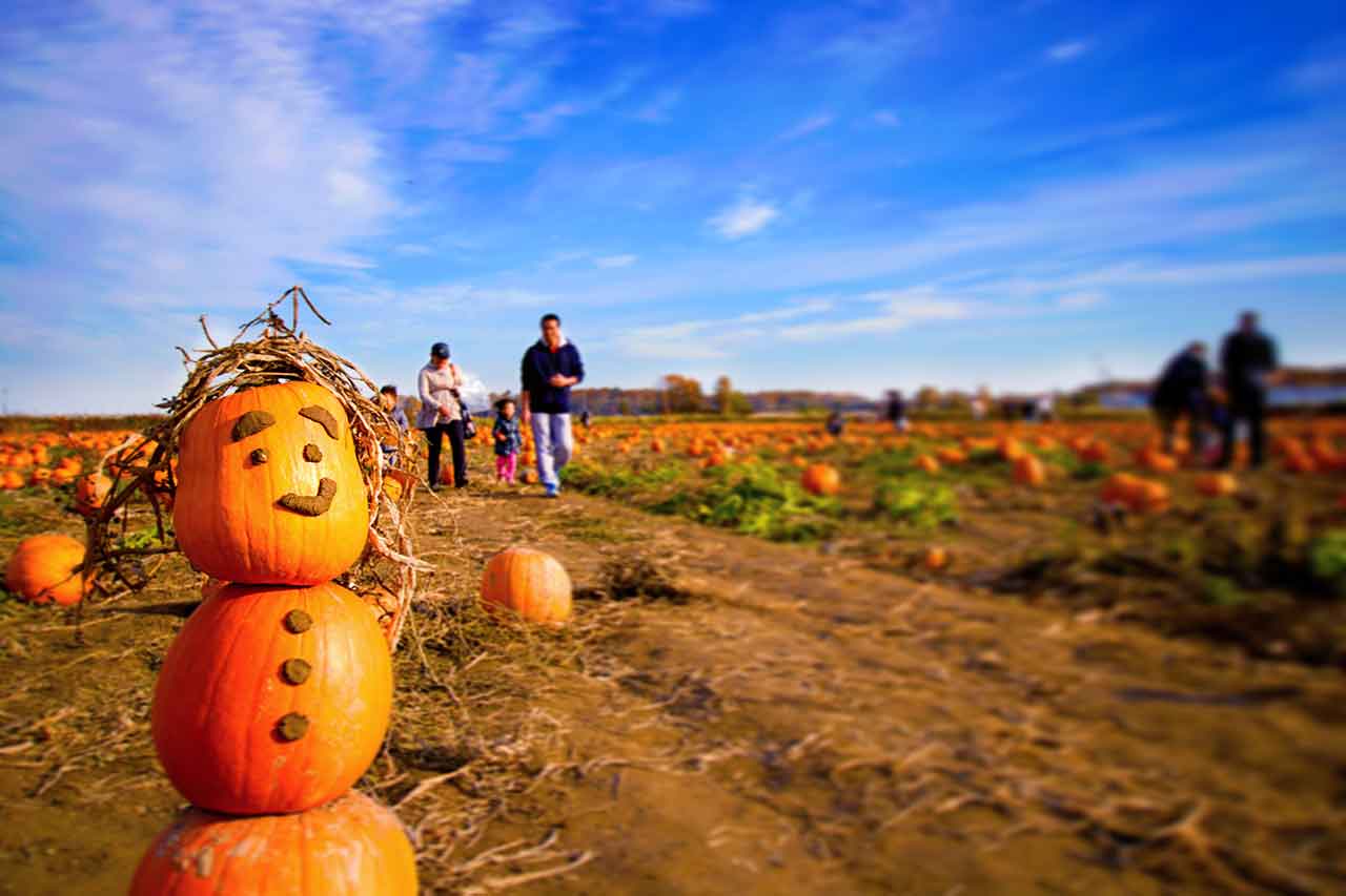 バンクーバーにあるパンプキン畑であなただけのパンプキンを探そう