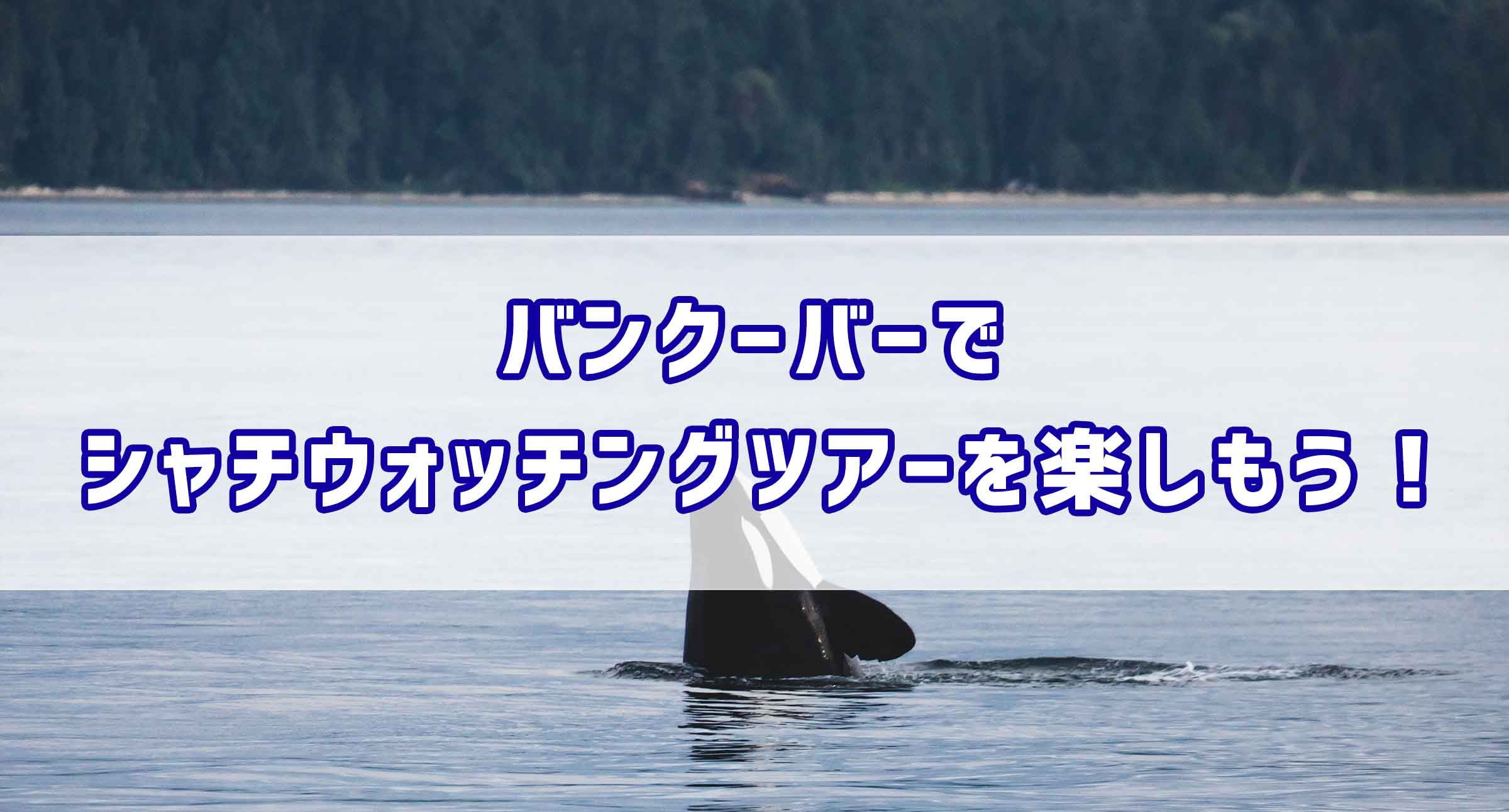 バンクーバーでシャチウォッチングツアーを楽しもう